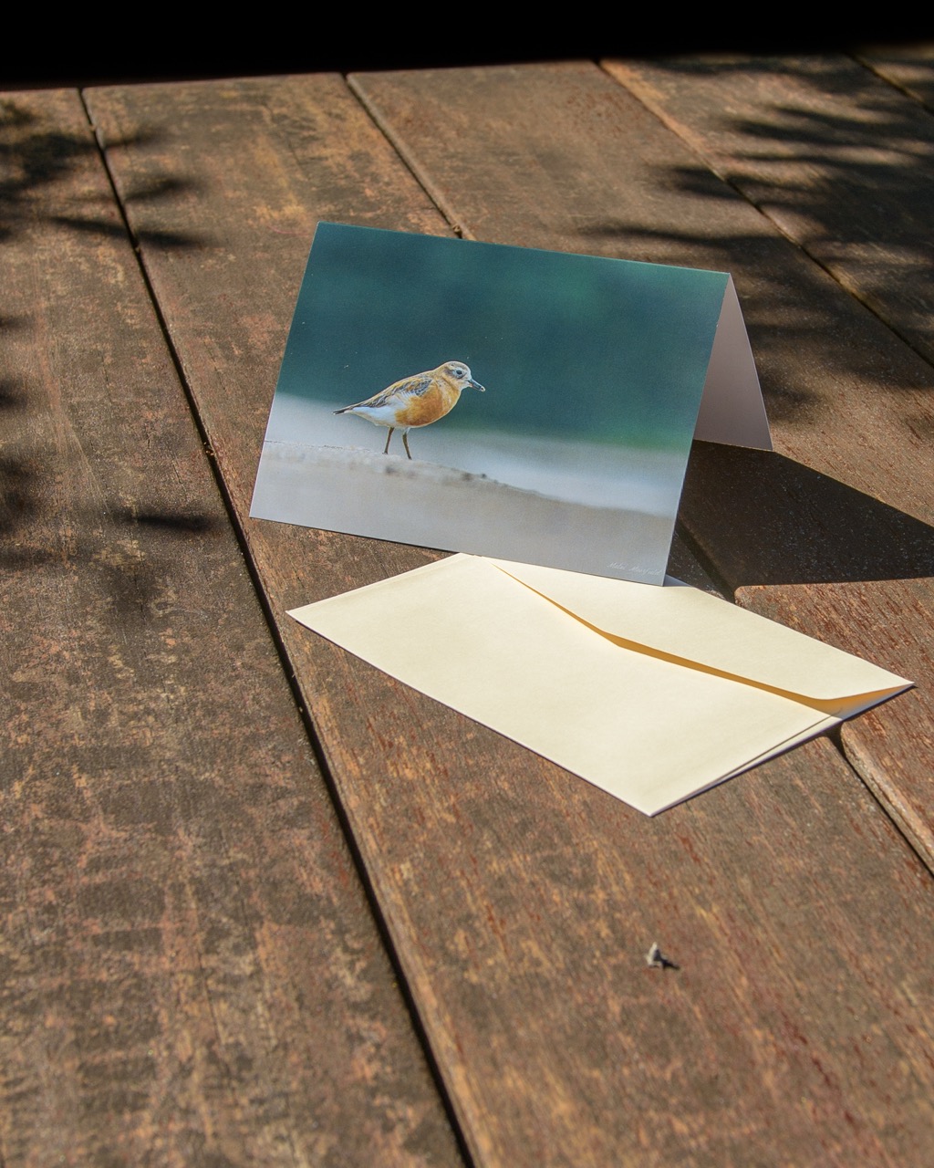 Dotterel Fine Art Wildlife Greeting Cards - New Zealand Bird Photography